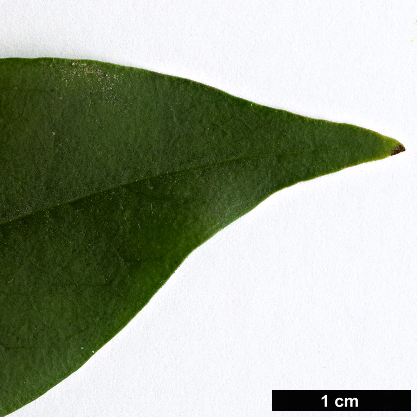 High resolution image: Family: Bignoniaceae - Genus: Pandorea - Taxon: jasminoides
