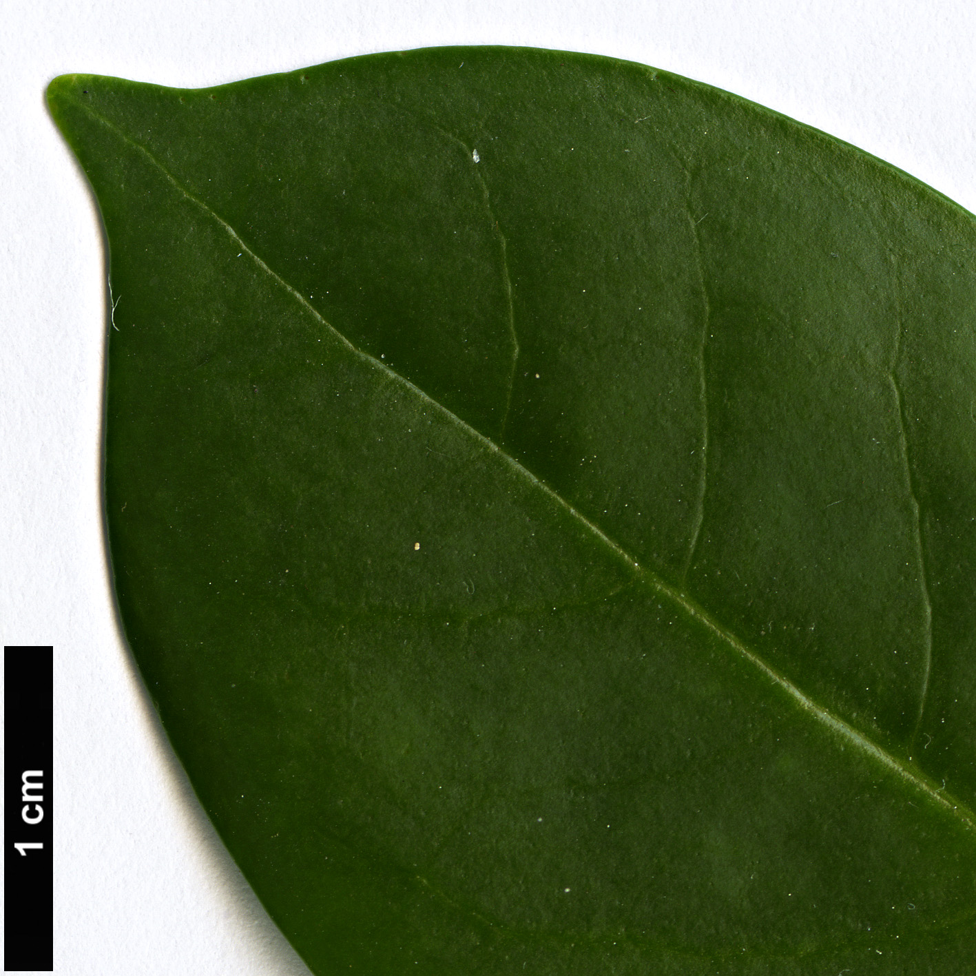 High resolution image: Family: Bignoniaceae - Genus: Pandorea - Taxon: pandorana