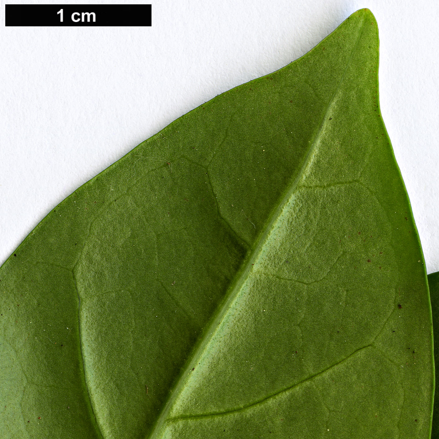 High resolution image: Family: Bignoniaceae - Genus: Pandorea - Taxon: pandorana