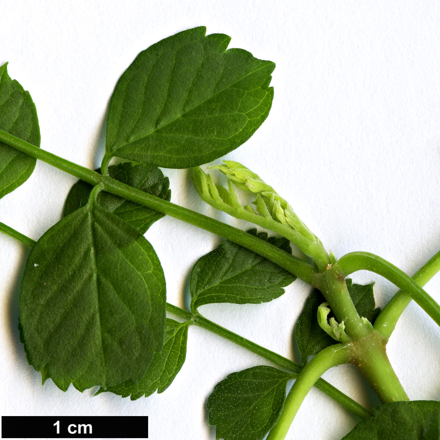 High resolution image: Family: Bignoniaceae - Genus: Tecoma - Taxon: capensis