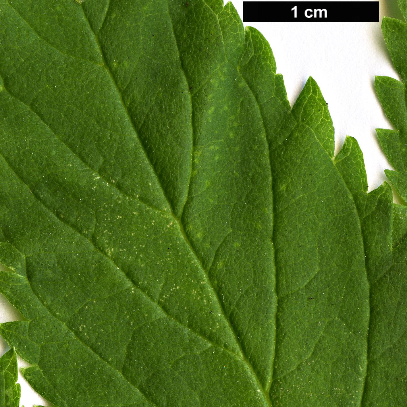 High resolution image: Family: Bignoniaceae - Genus: Tecoma - Taxon: stans
