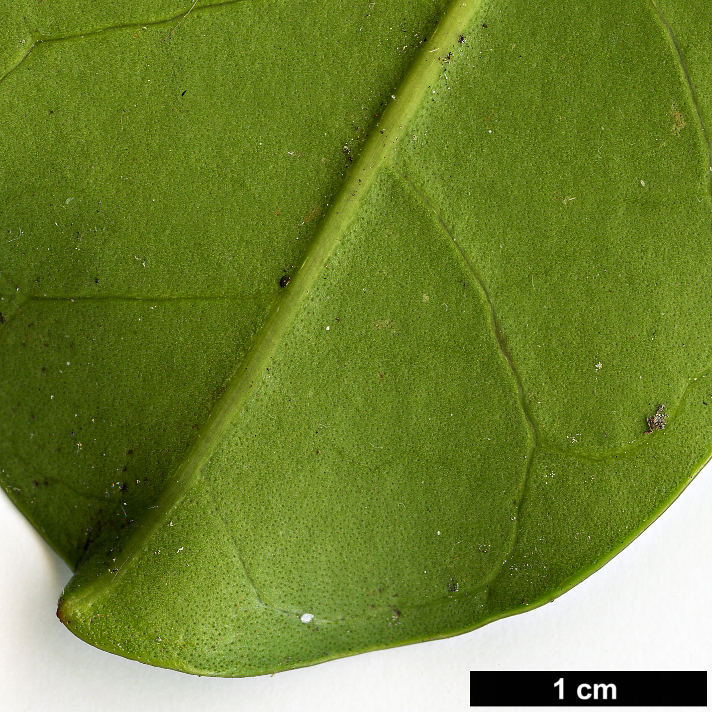 High resolution image: Family: Bignoniaceae - Genus: Tecomanthe - Taxon: speciosa
