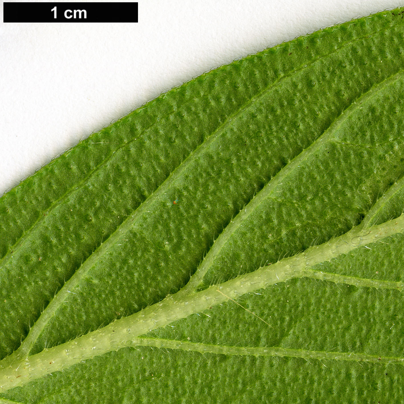 High resolution image: Family: Boraginaceae - Genus: Echium - Taxon: hypertropicum