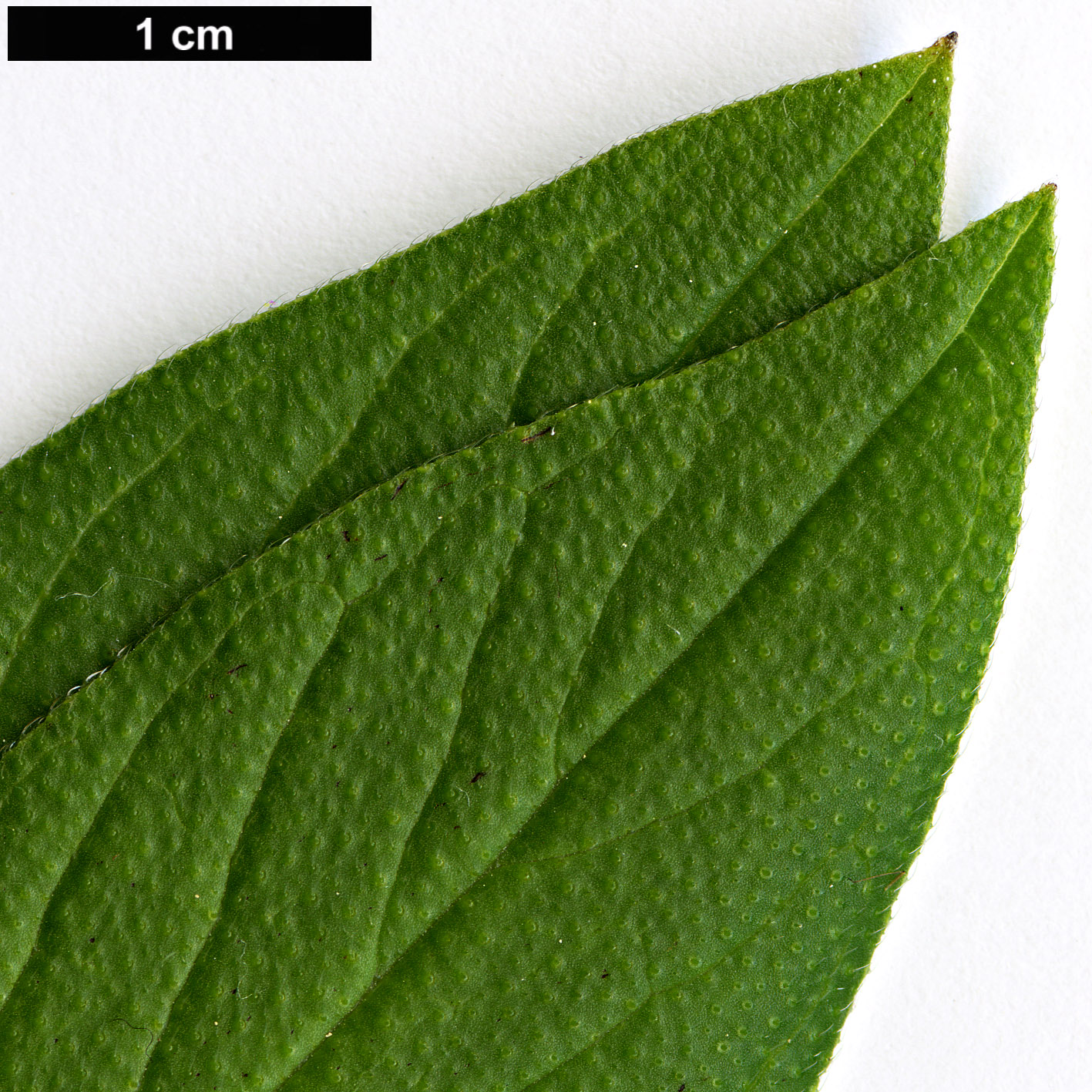High resolution image: Family: Boraginaceae - Genus: Echium - Taxon: hypertropicum
