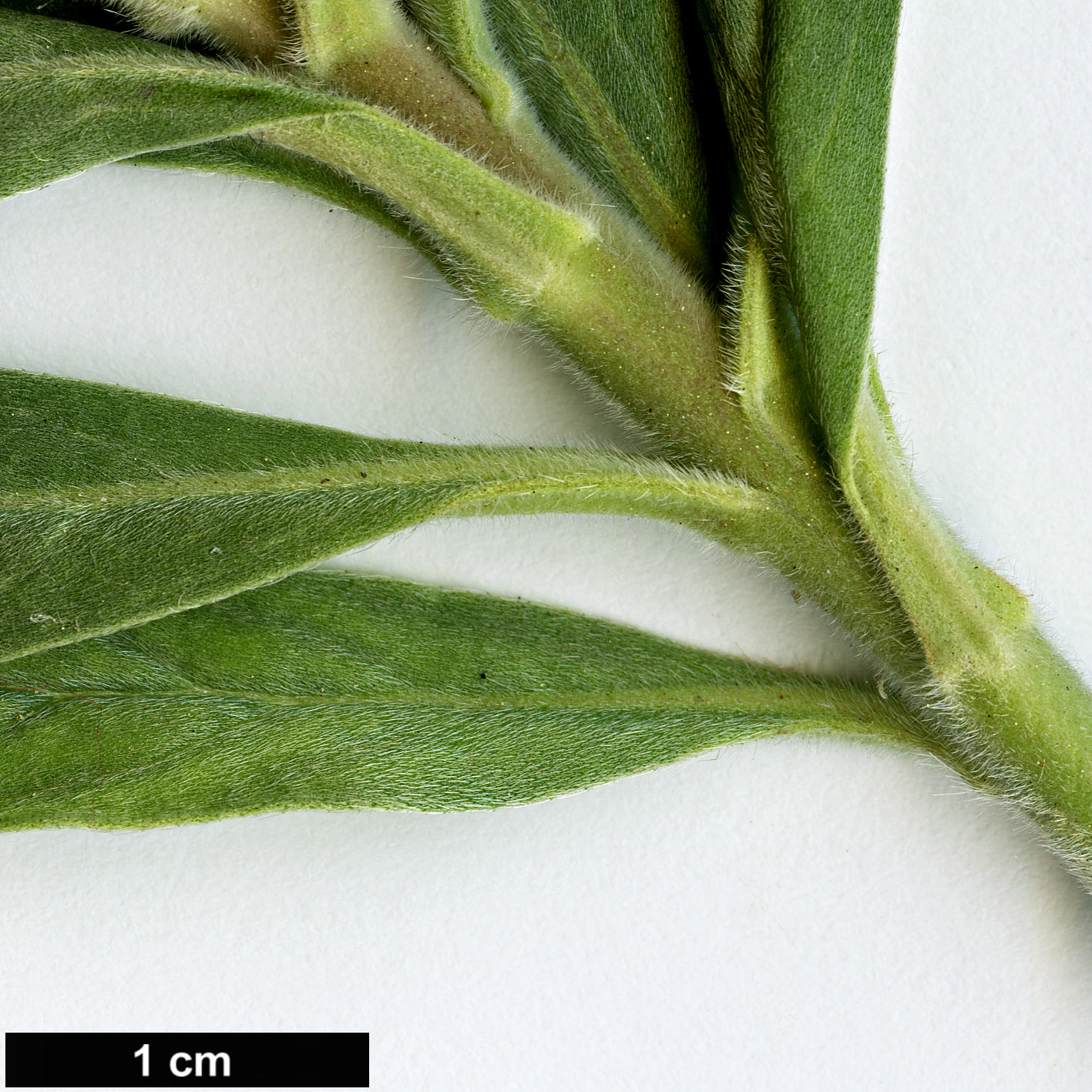 High resolution image: Family: Boraginaceae - Genus: Echium - Taxon: virescens