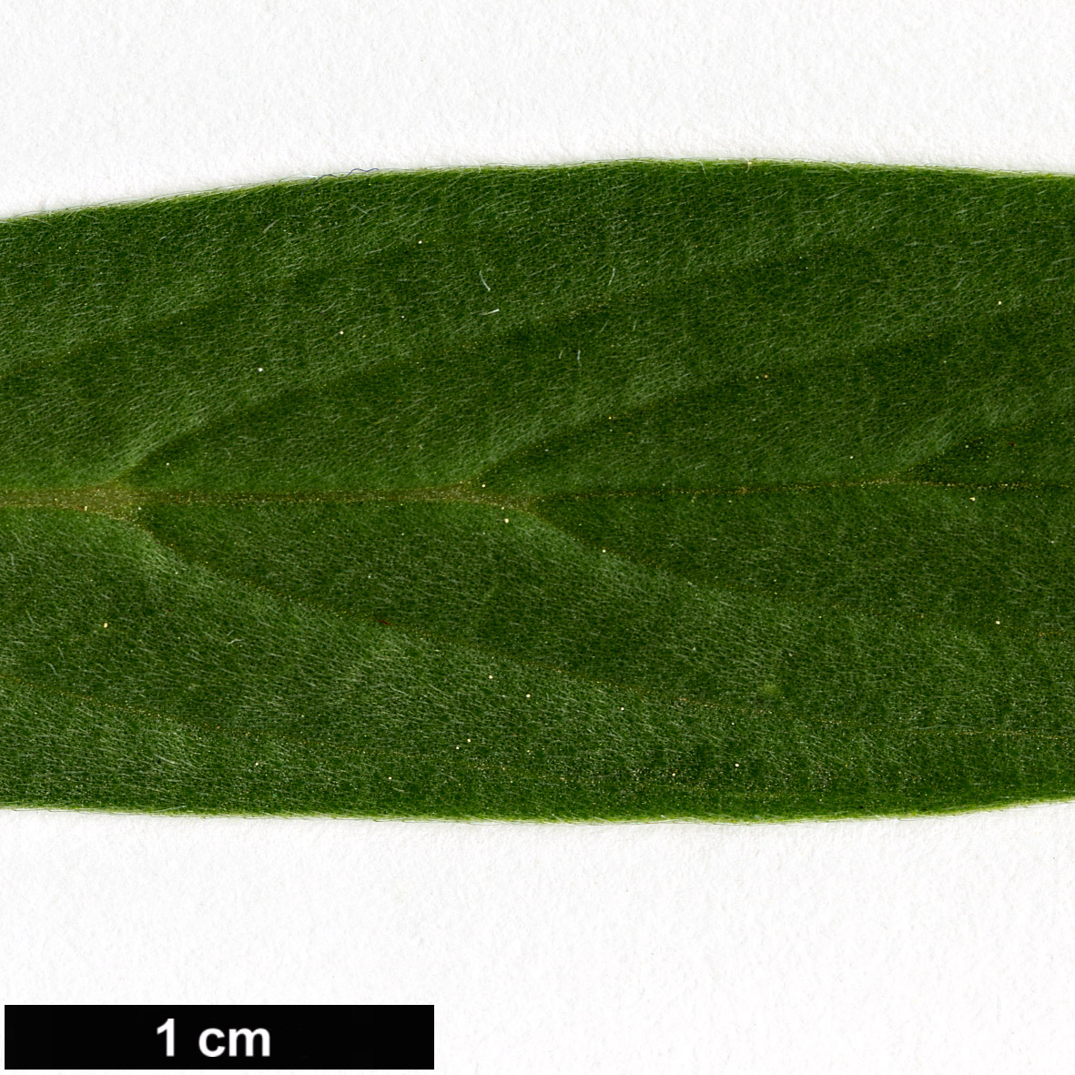 High resolution image: Family: Boraginaceae - Genus: Echium - Taxon: virescens