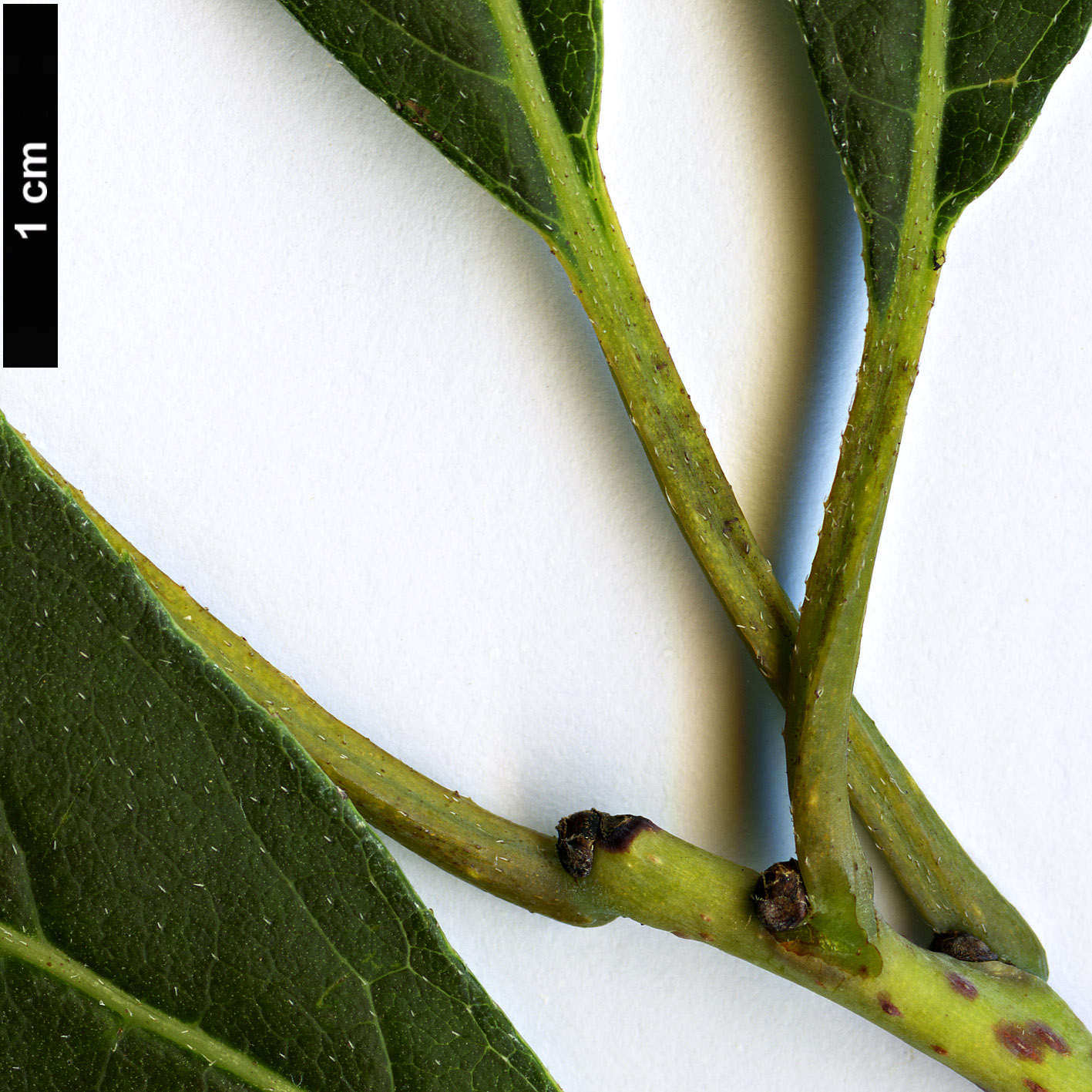 High resolution image: Family: Boraginaceae - Genus: Ehretia - Taxon: acuminata