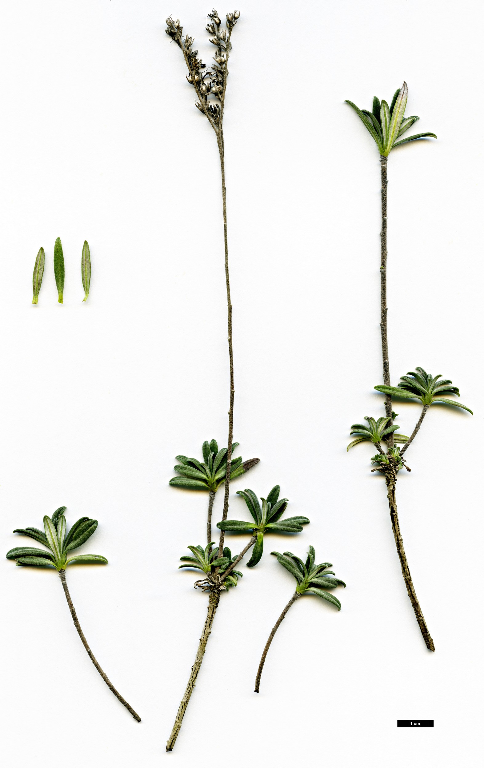 High resolution image: Family: Boraginaceae - Genus: Glandora - Taxon: oleifolia