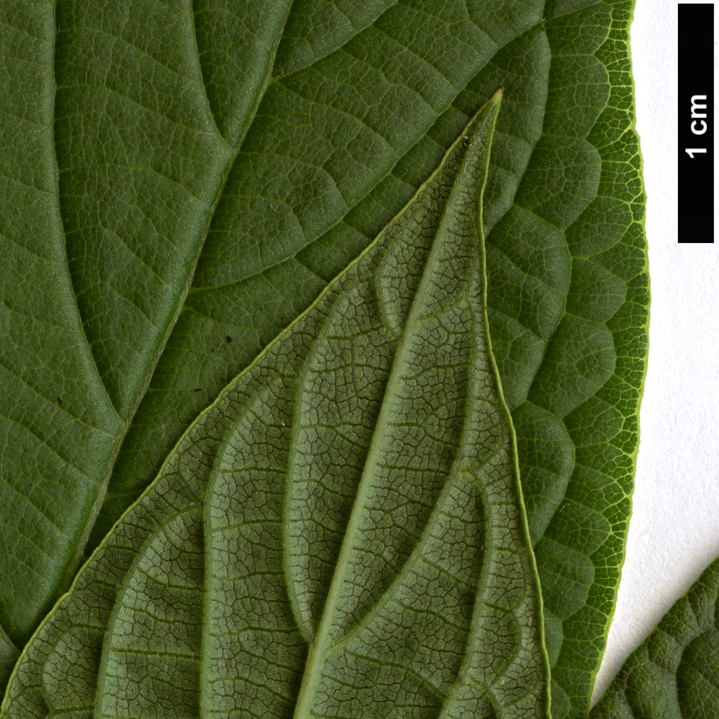 High resolution image: Family: Boraginaceae - Genus: Heliotropium - Taxon: arborescens