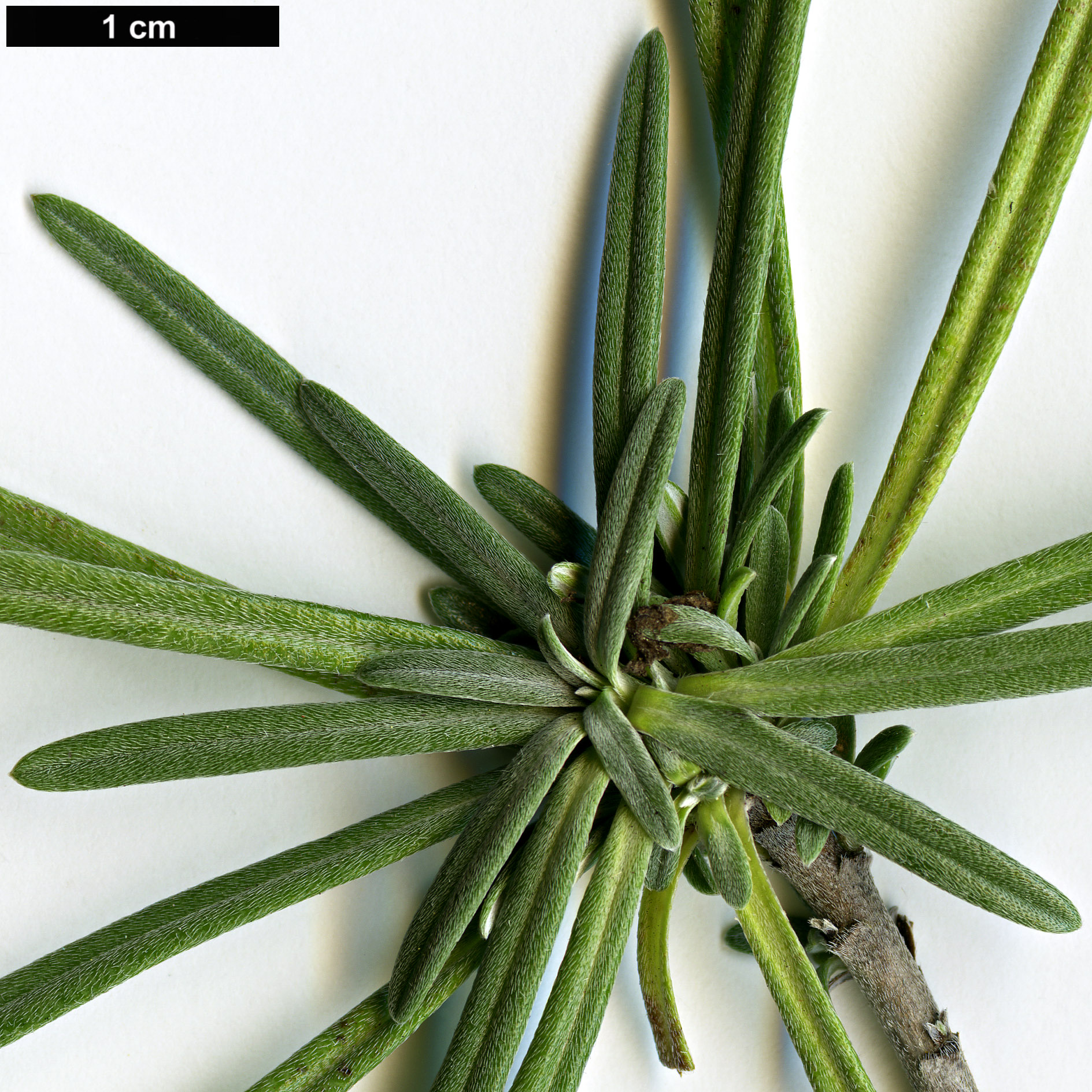 High resolution image: Family: Boraginaceae - Genus: Moltkia - Taxon: angustifolia