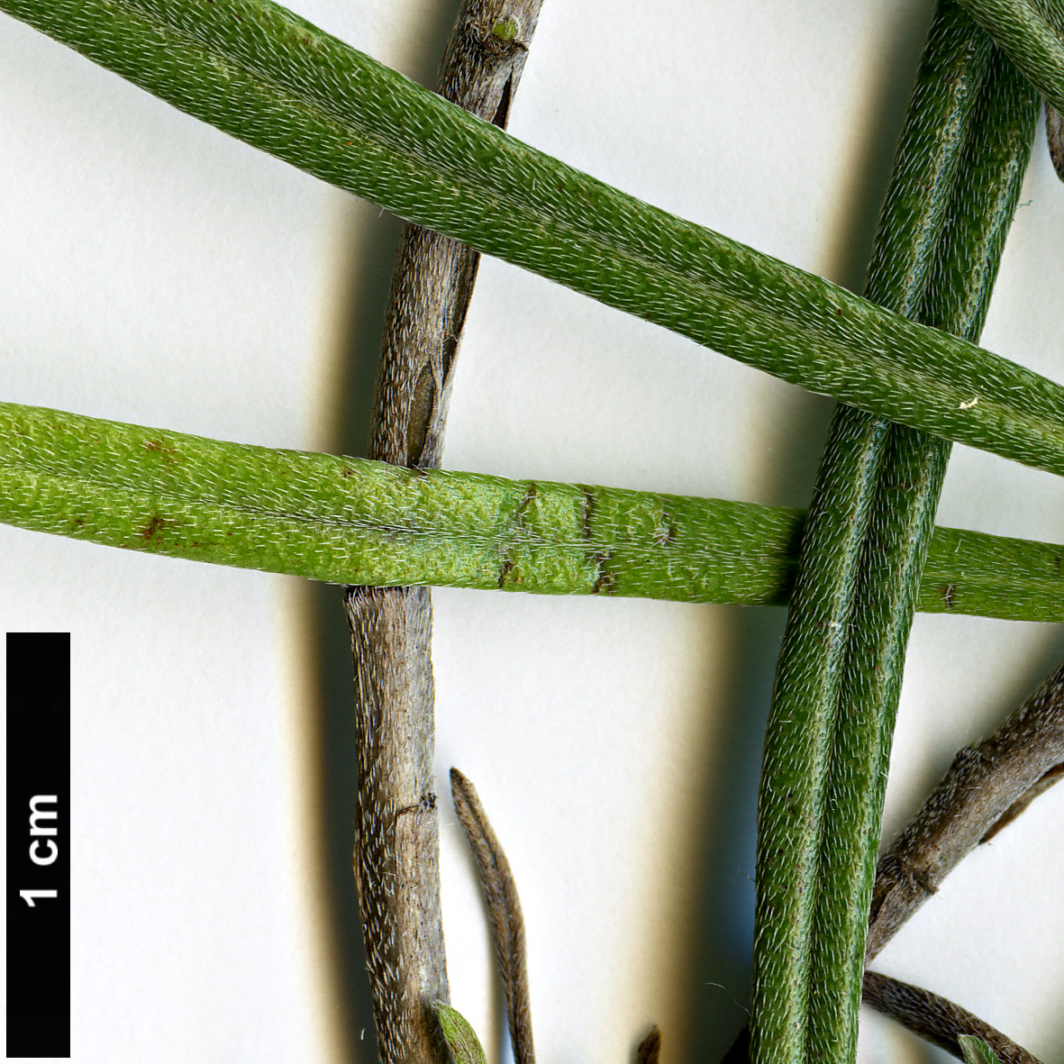 High resolution image: Family: Boraginaceae - Genus: Moltkia - Taxon: angustifolia