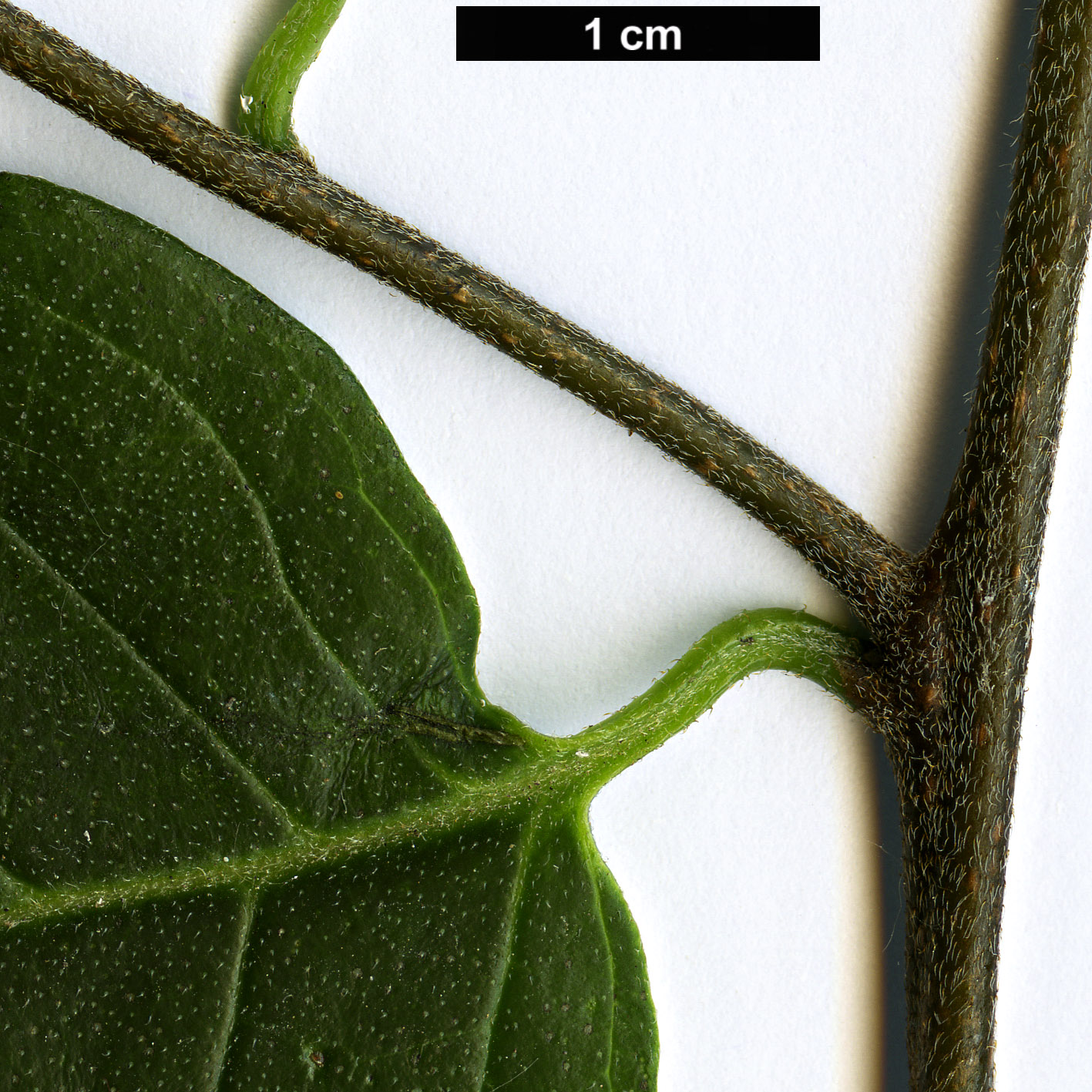 High resolution image: Family: Boraginaceae - Genus: Tournefortia - Taxon: volubilis