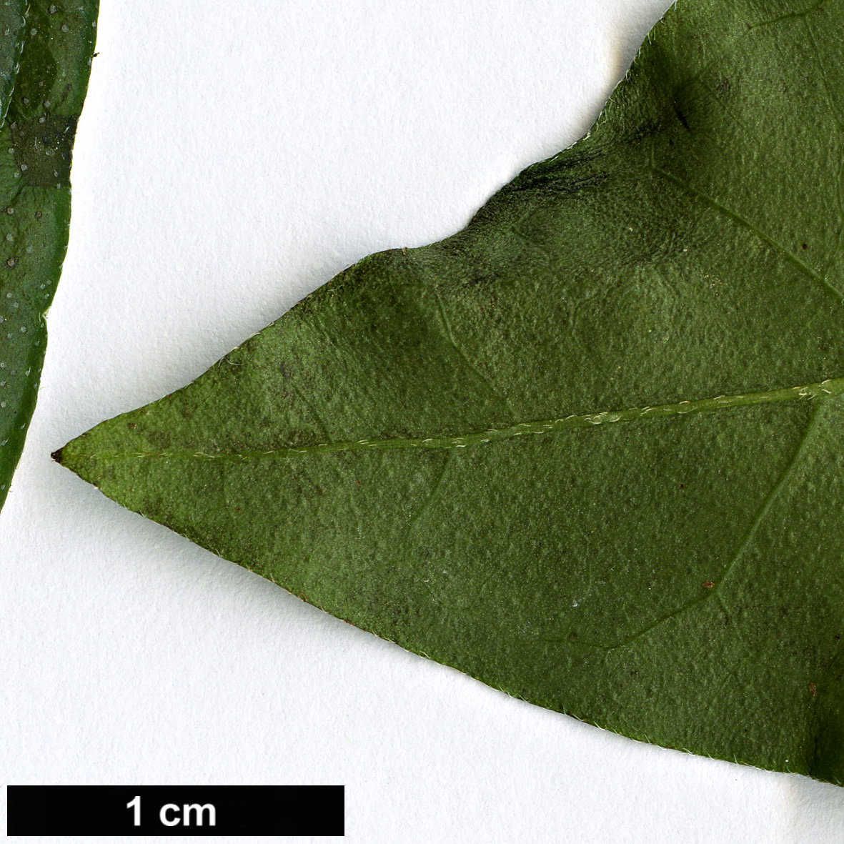 High resolution image: Family: Boraginaceae - Genus: Tournefortia - Taxon: volubilis