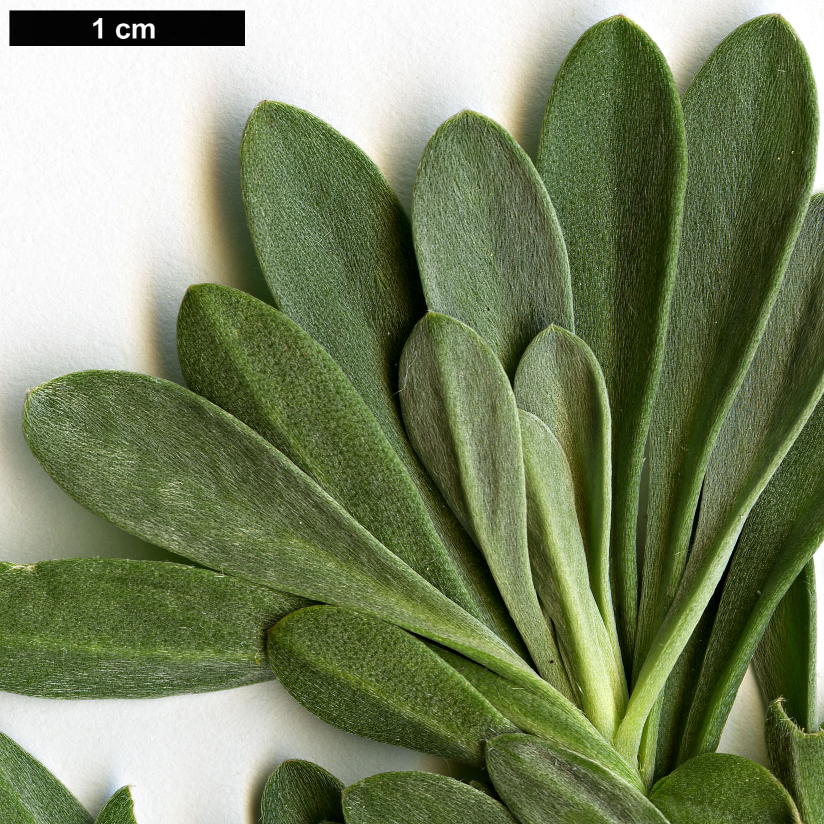 High resolution image: Family: Brassicaceae - Genus: Bornmuellera - Taxon: tymphaea