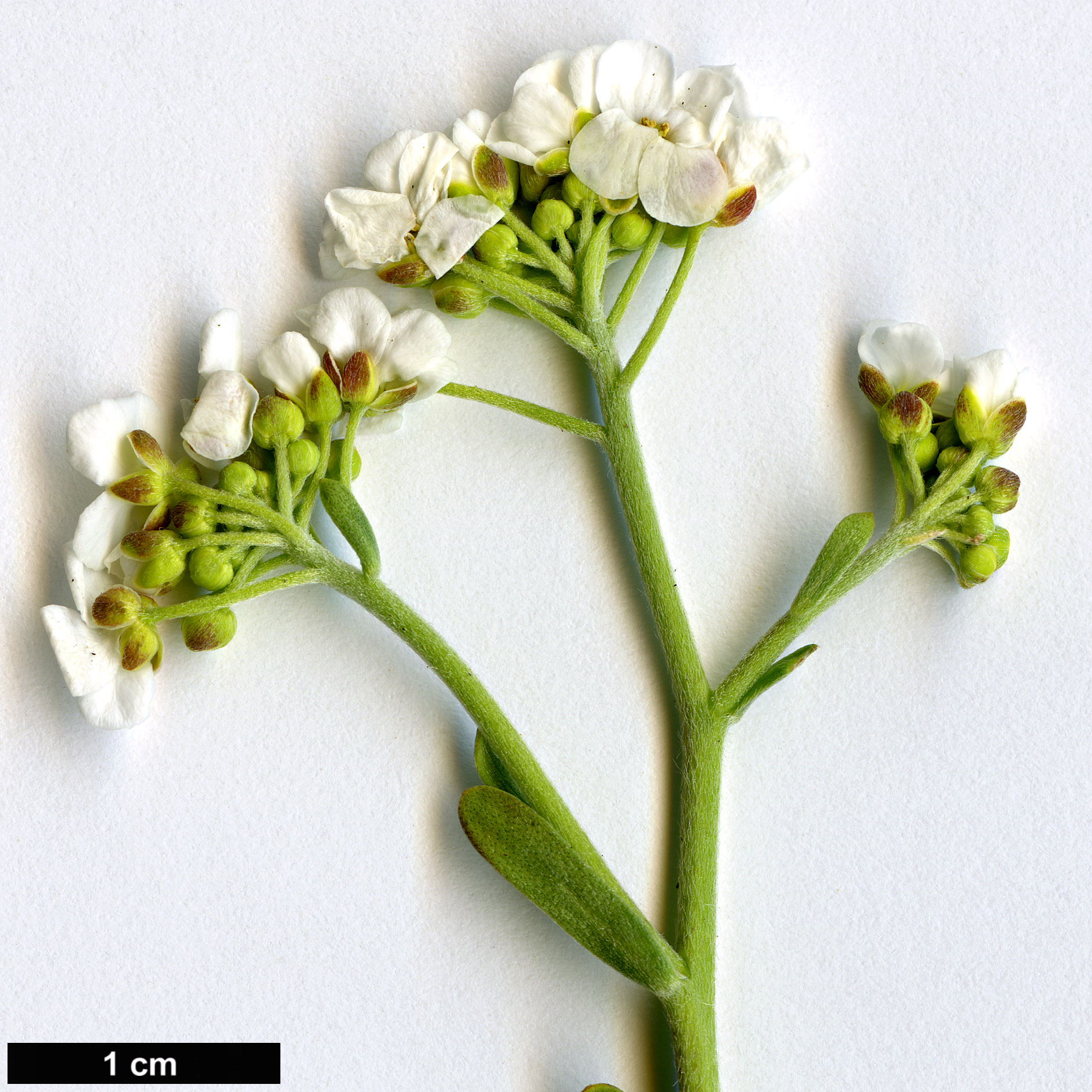 High resolution image: Family: Brassicaceae - Genus: Bornmuellera - Taxon: tymphaea