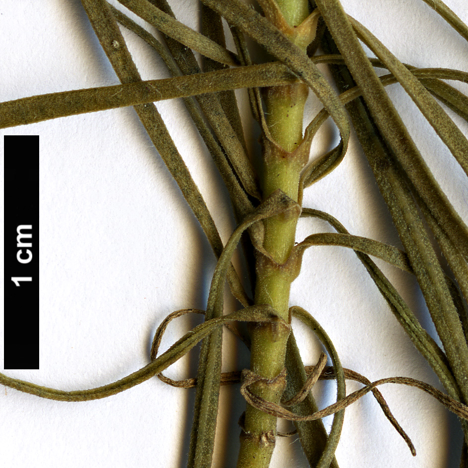 High resolution image: Family: Brassicaceae - Genus: Erysimum - Taxon: maderense
