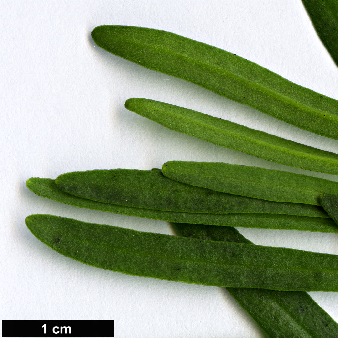 High resolution image: Family: Brassicaceae - Genus: Iberis - Taxon: sempervirens