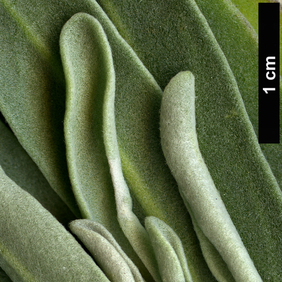 High resolution image: Family: Brassicaceae - Genus: Matthiola - Taxon: incana
