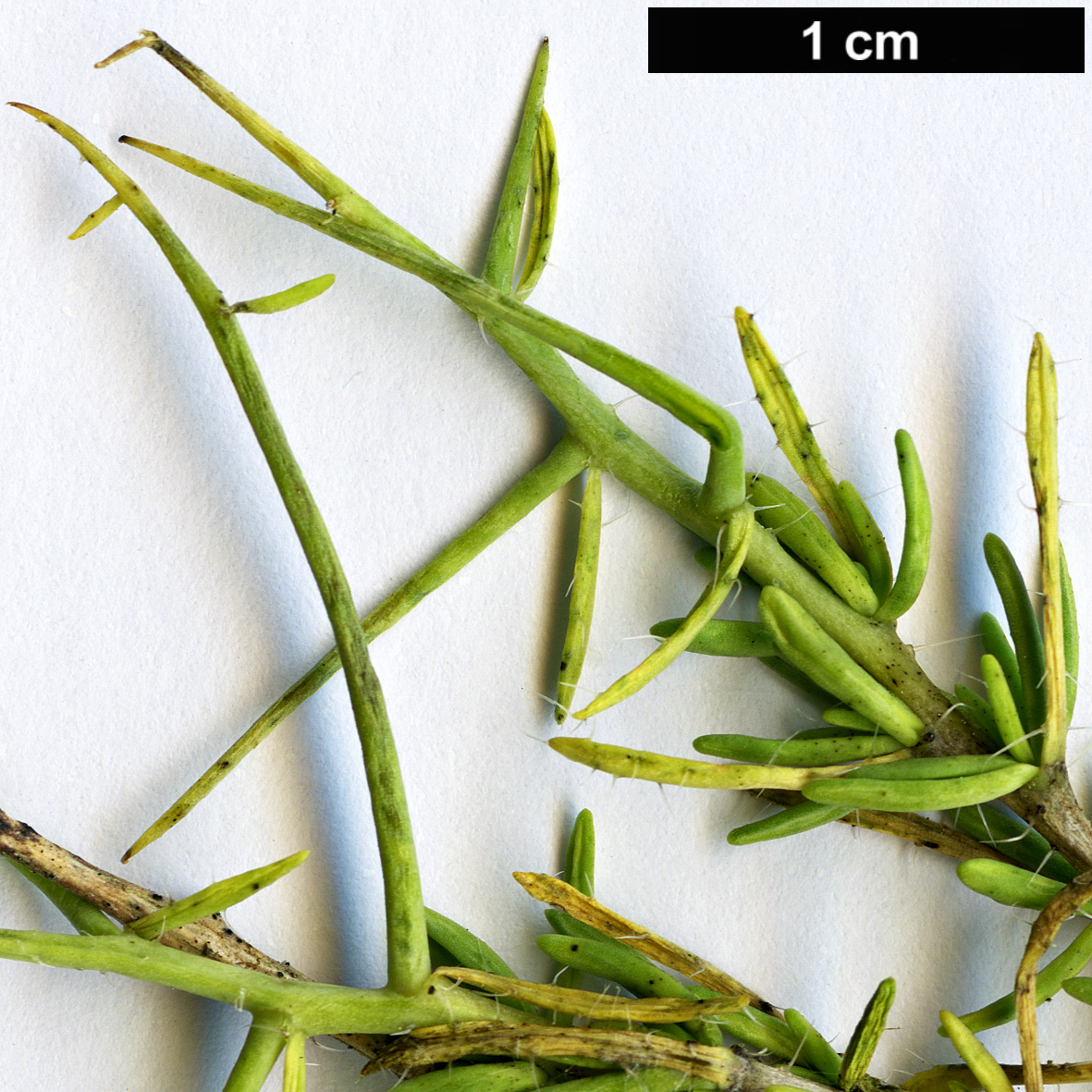 High resolution image: Family: Brassicaceae - Genus: Vella - Taxon: spinosa