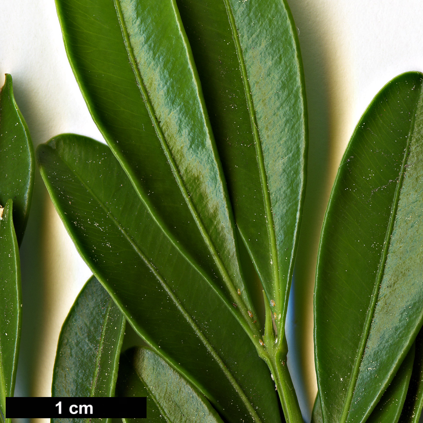 High resolution image: Family: Buxaceae - Genus: Buxus - Taxon: bodinieri