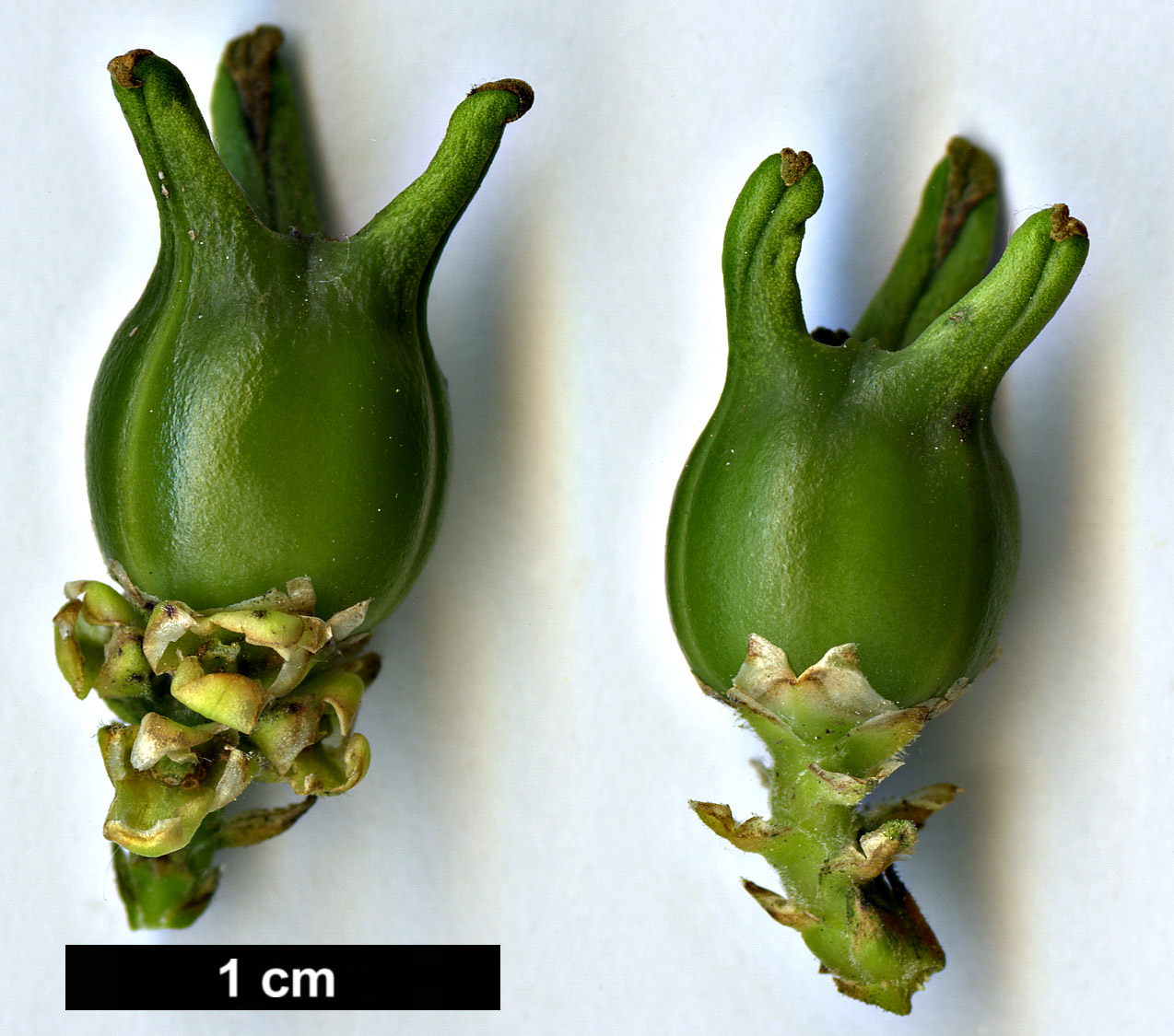 High resolution image: Family: Buxaceae - Genus: Buxus - Taxon: henryi
