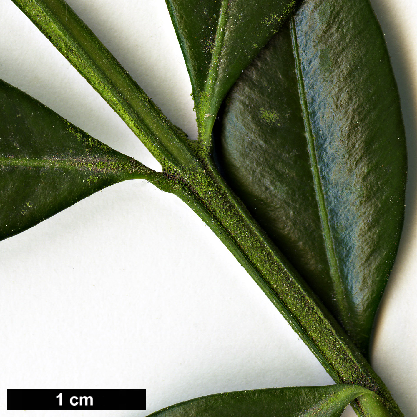 High resolution image: Family: Buxaceae - Genus: Buxus - Taxon: hyrcana