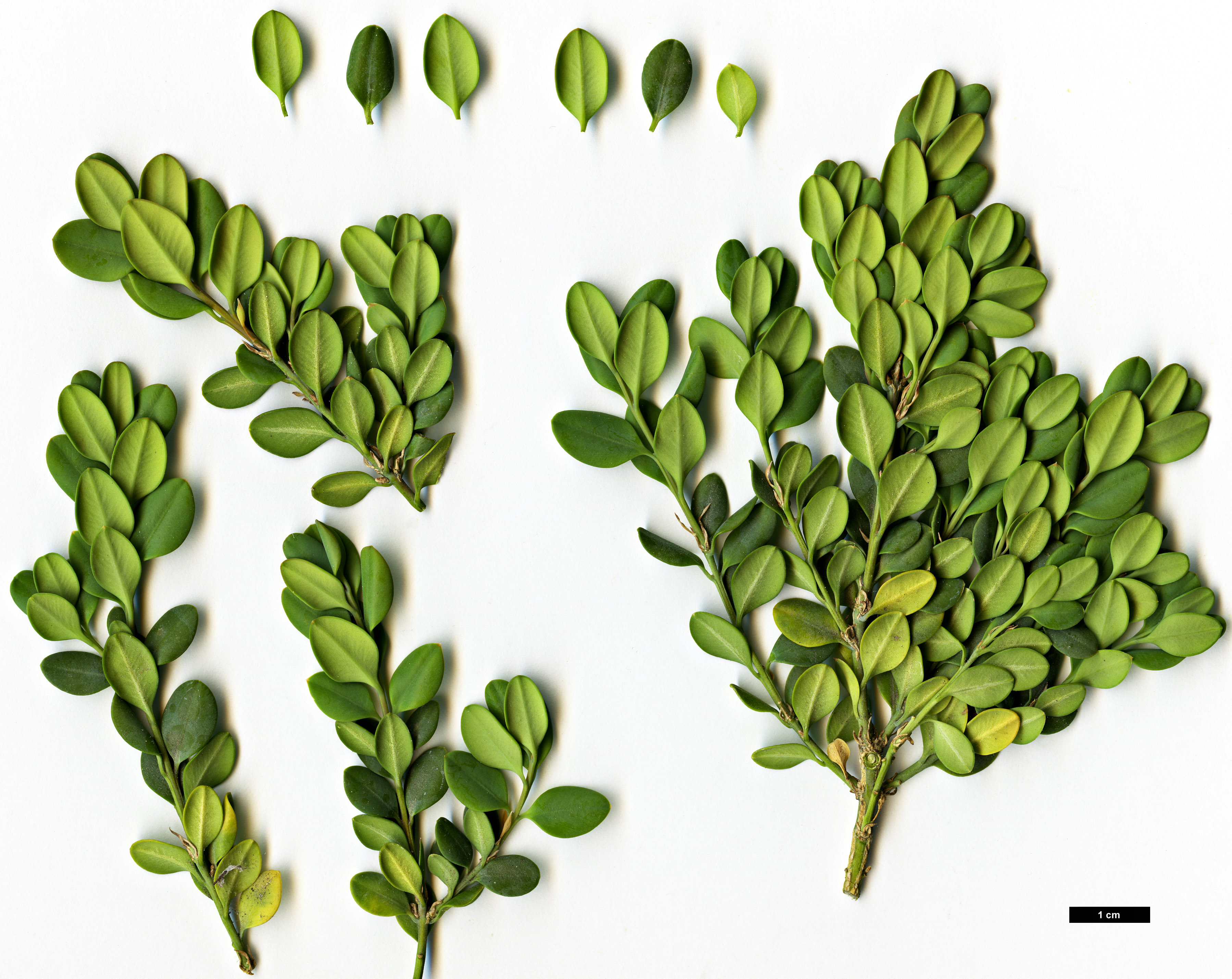 High resolution image: Family: Buxaceae - Genus: Buxus - Taxon: rugulosa