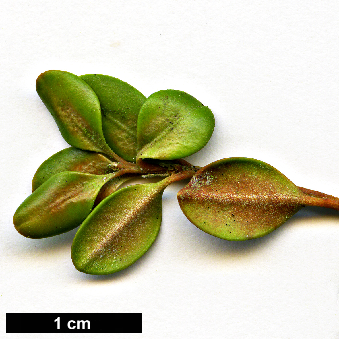 High resolution image: Family: Buxaceae - Genus: Buxus - Taxon: rugulosa