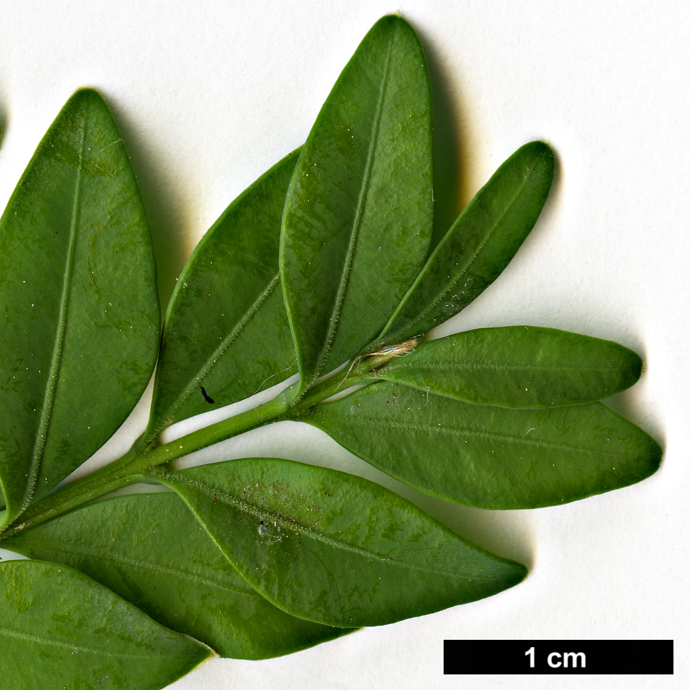 High resolution image: Family: Buxaceae - Genus: Buxus - Taxon: sempervirens