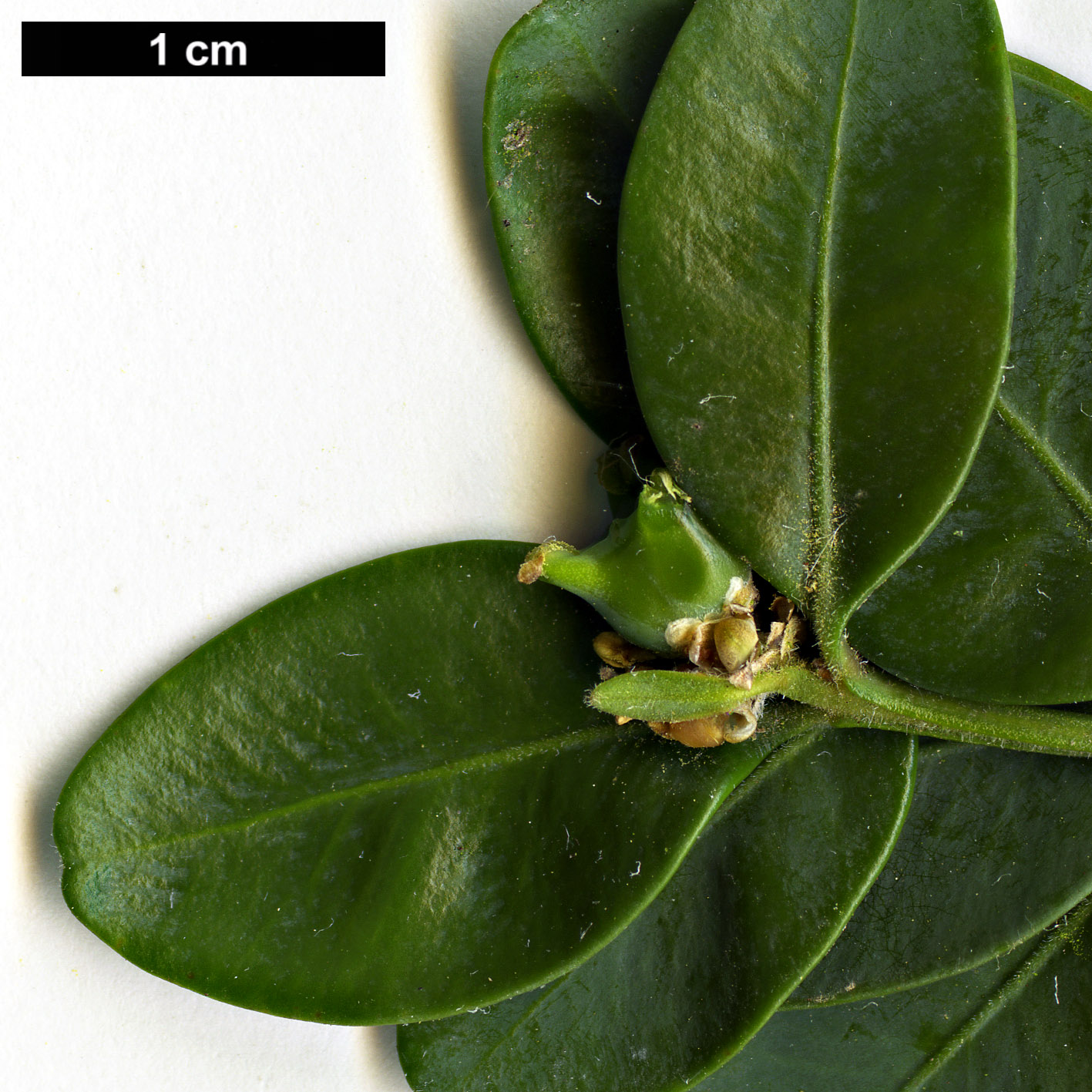 High resolution image: Family: Buxaceae - Genus: Buxus - Taxon: sempervirens