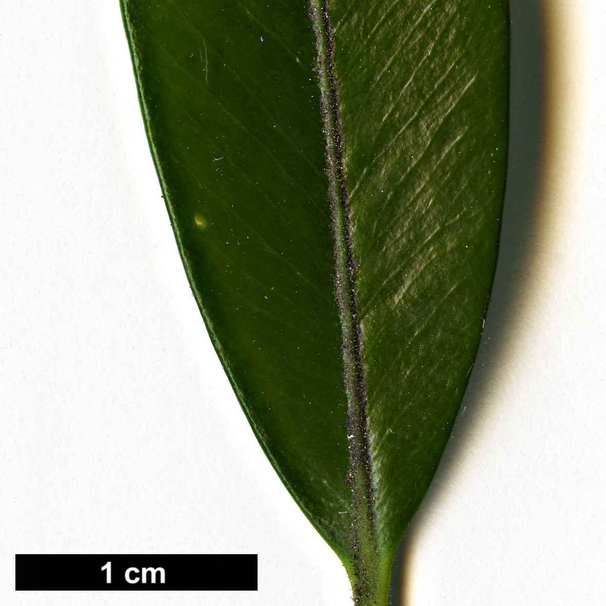 High resolution image: Family: Buxaceae - Genus: Buxus - Taxon: wallichiana