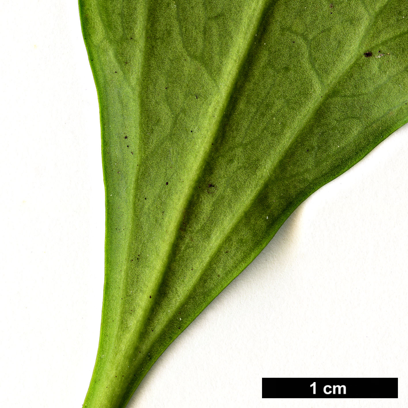 High resolution image: Family: Buxaceae - Genus: Pachysandra - Taxon: terminalis