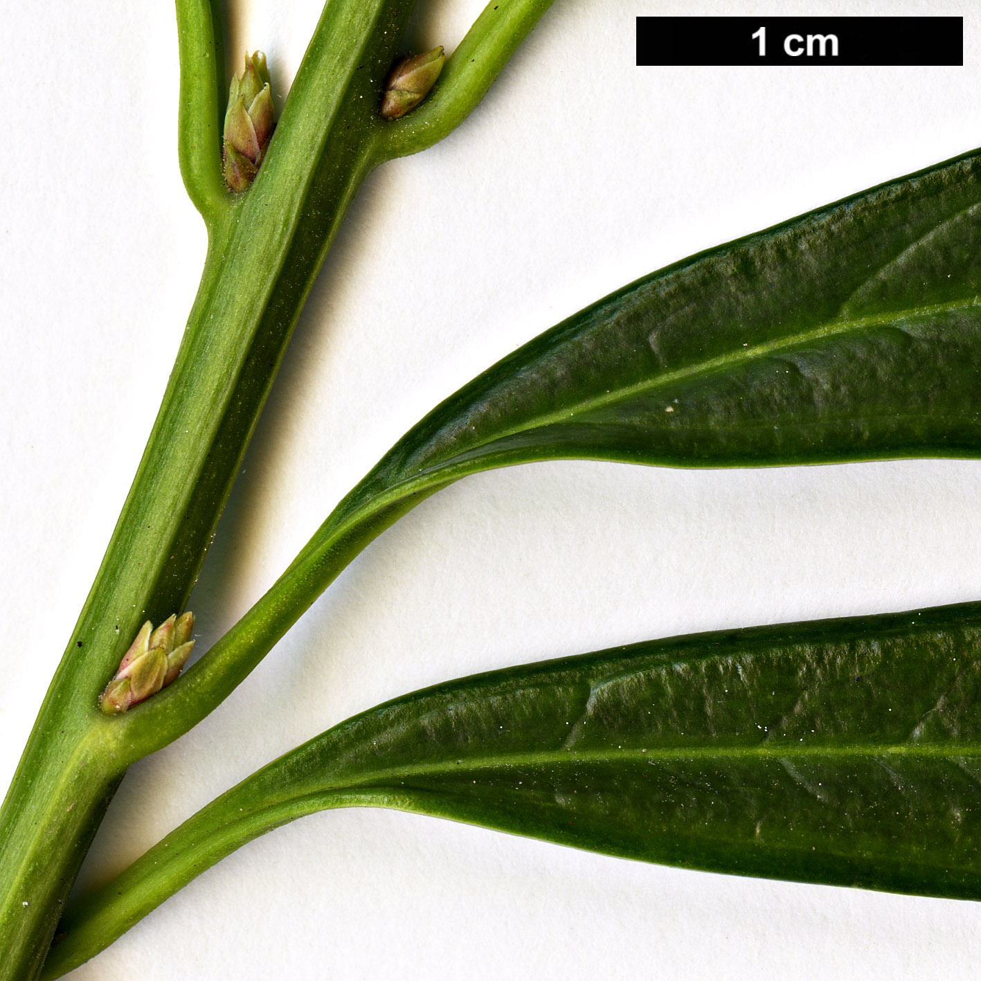 High resolution image: Family: Buxaceae - Genus: Sarcococca - Taxon: hookeriana - SpeciesSub: 'Gorepani'