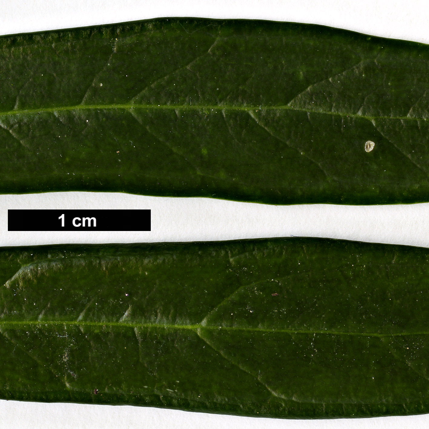 High resolution image: Family: Buxaceae - Genus: Sarcococca - Taxon: hookeriana - SpeciesSub: 'Gorepani'