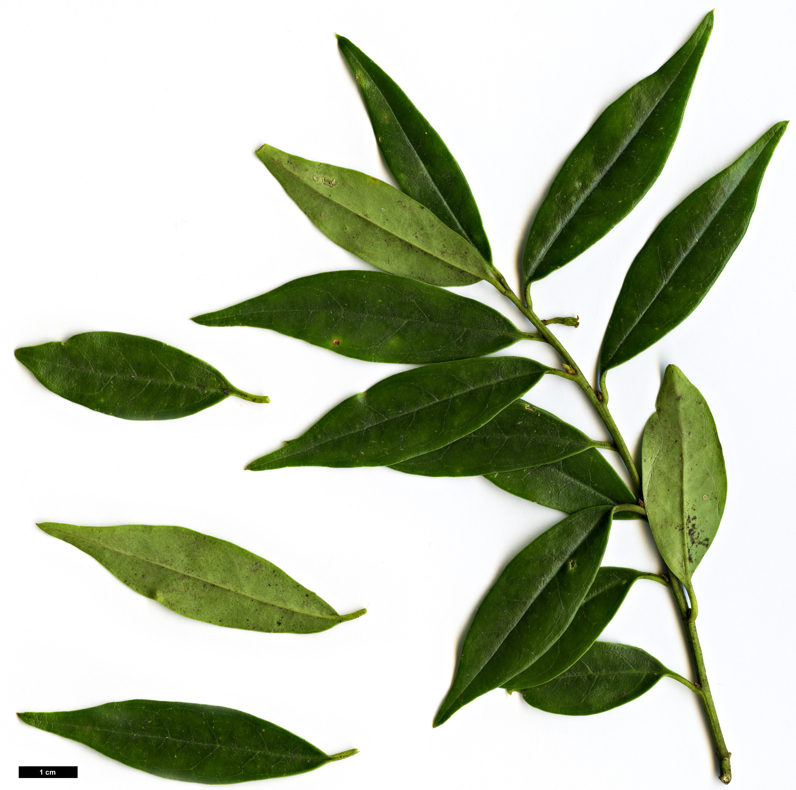 High resolution image: Family: Buxaceae - Genus: Sarcococca - Taxon: hookeriana