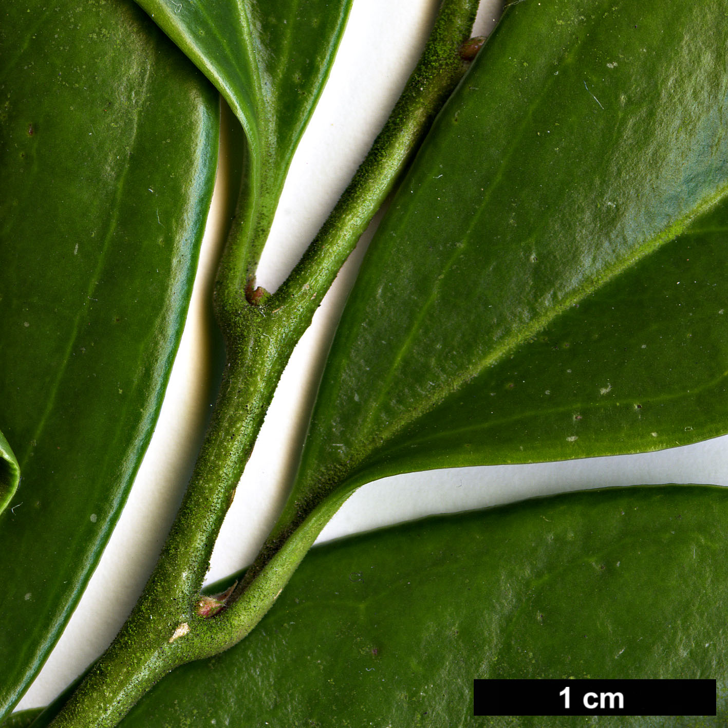 High resolution image: Family: Buxaceae - Genus: Sarcococca - Taxon: orientalis