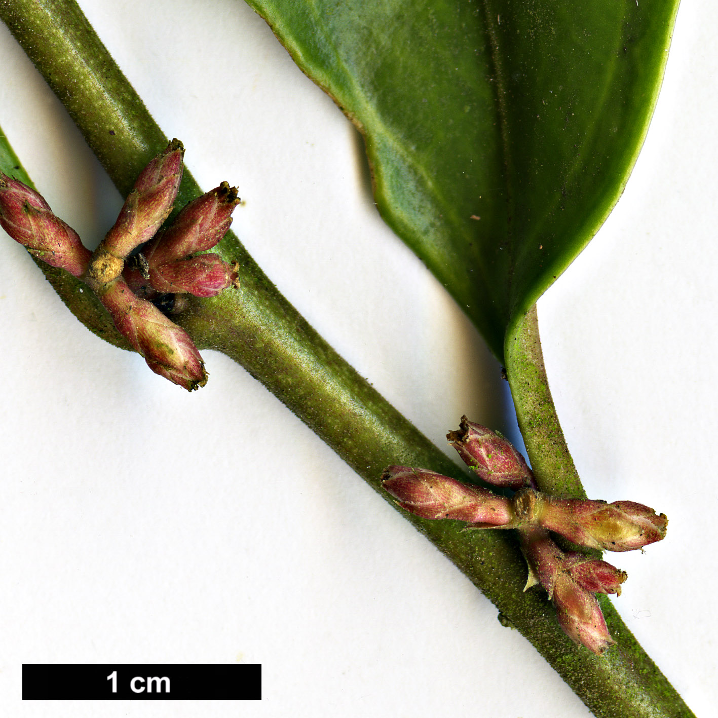 High resolution image: Family: Buxaceae - Genus: Sarcococca - Taxon: orientalis