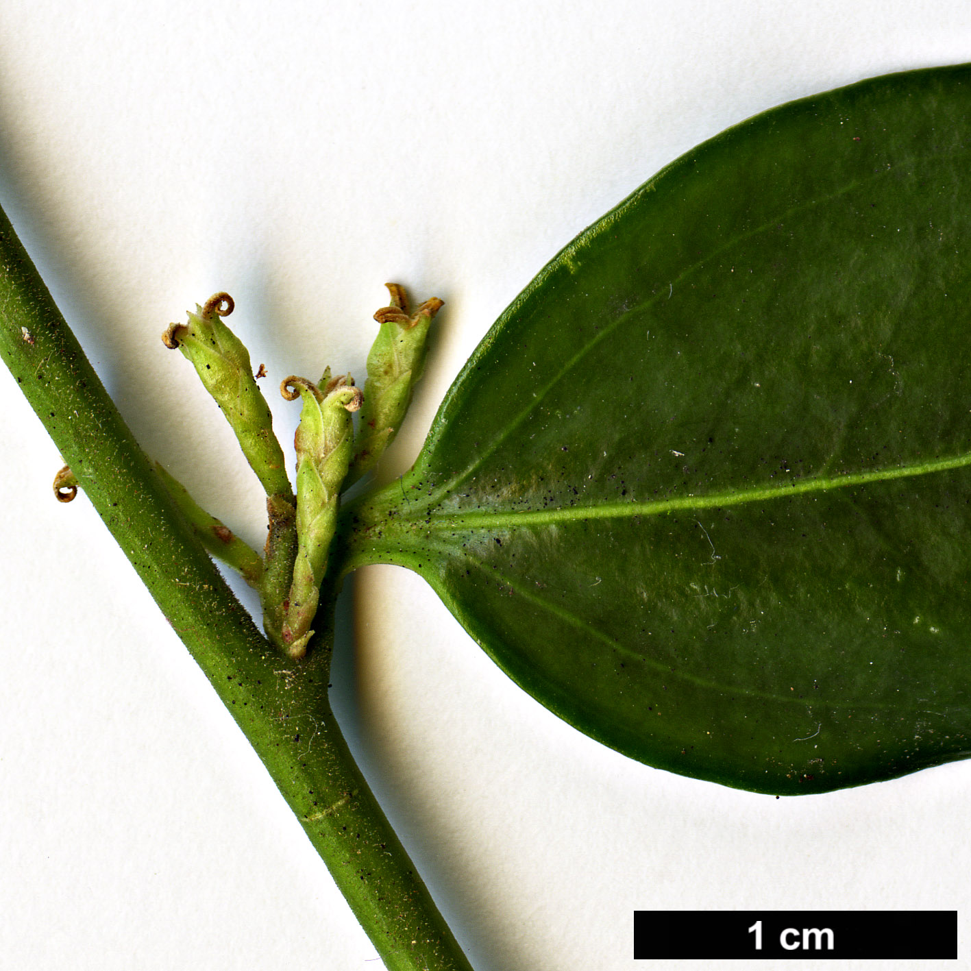 High resolution image: Family: Buxaceae - Genus: Sarcococca - Taxon: ruscifolia