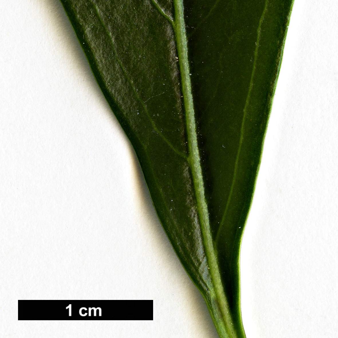 High resolution image: Family: Buxaceae - Genus: Sarcococca - Taxon: saligna