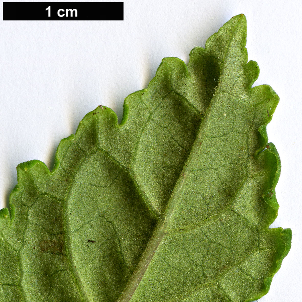 High resolution image: Family: Calceolariaceae - Genus: Jovellana - Taxon: punctata