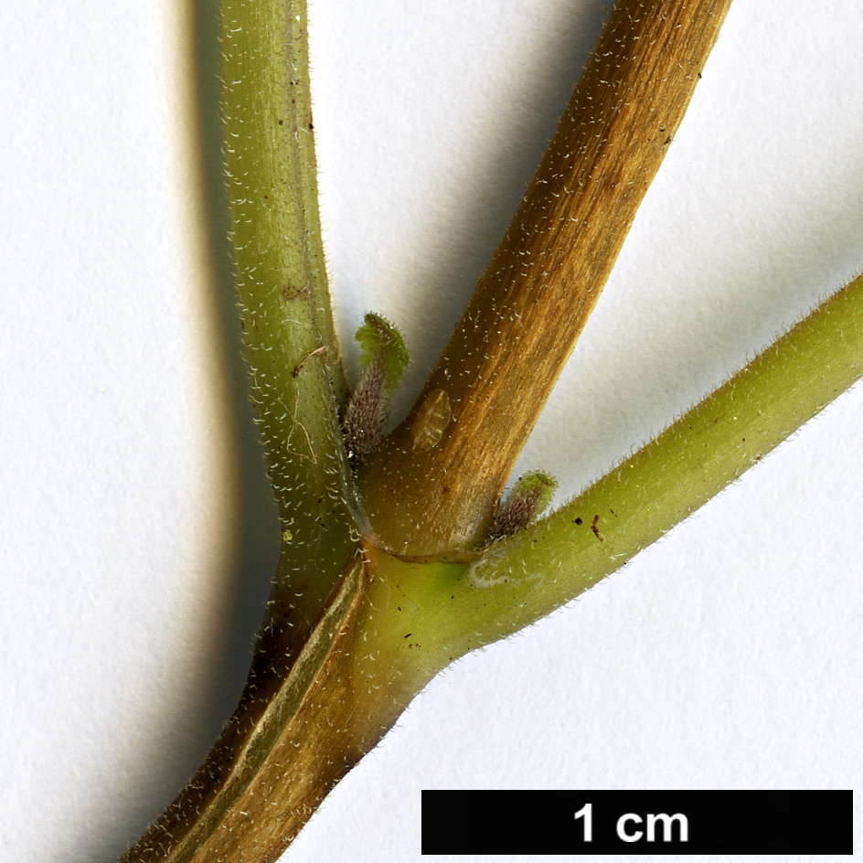 High resolution image: Family: Calceolariaceae - Genus: Jovellana - Taxon: sinclairii