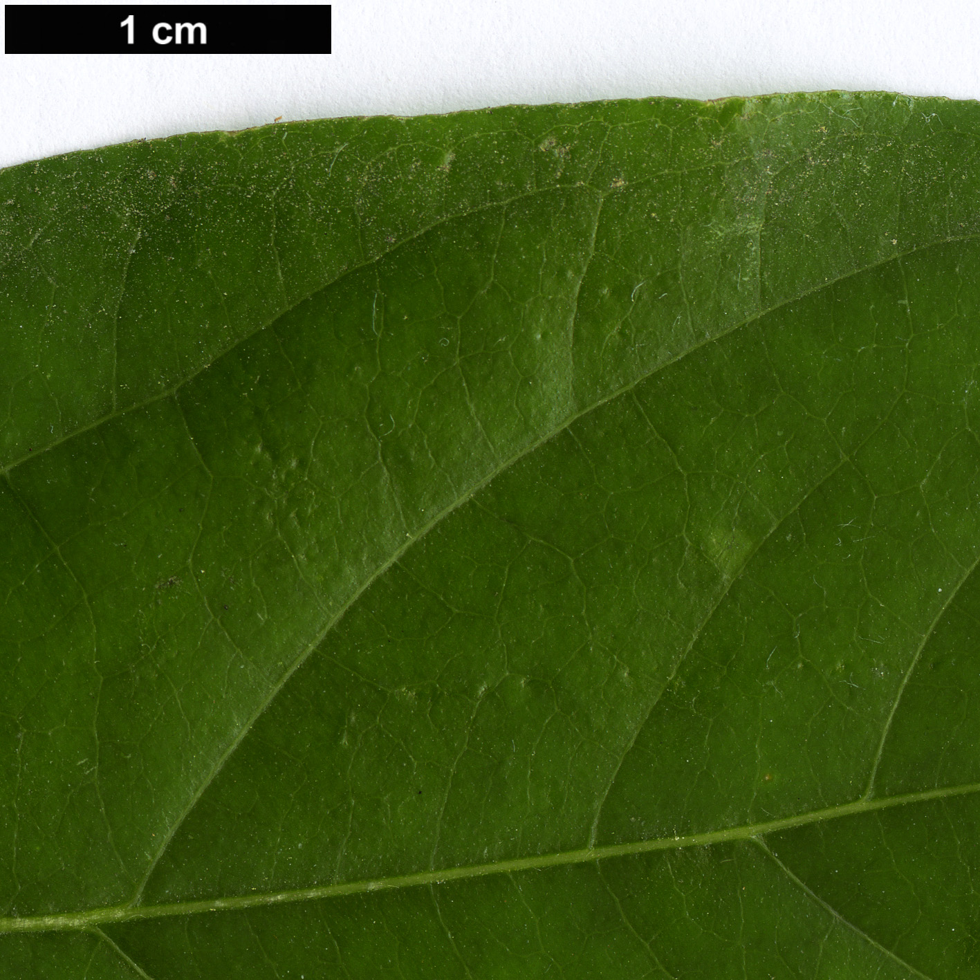 High resolution image: Family: Calycanthaceae - Genus: Chimonanthus - Taxon: praecox