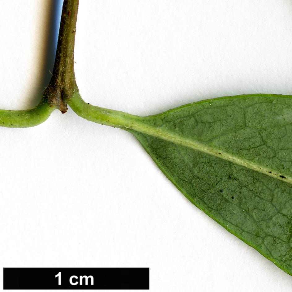 High resolution image: Family: Calycanthaceae - Genus: Chimonanthus - Taxon: salicifolius