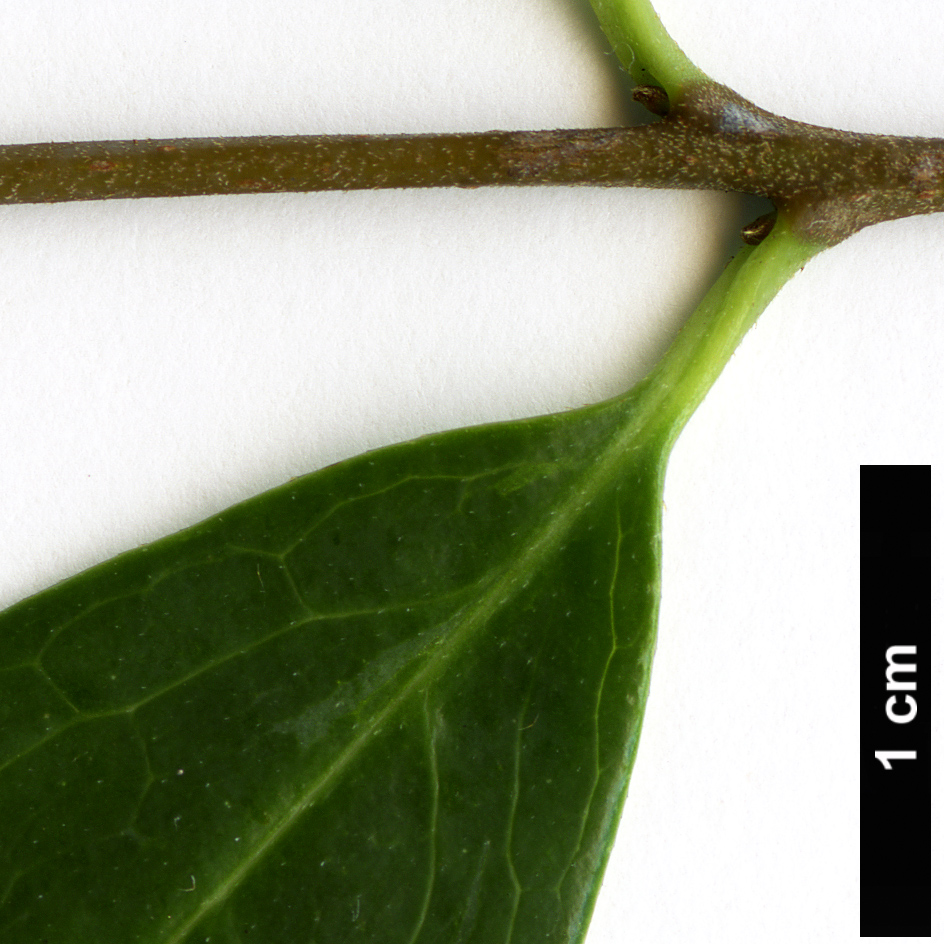 High resolution image: Family: Calycanthaceae - Genus: Chimonanthus - Taxon: salicifolius
