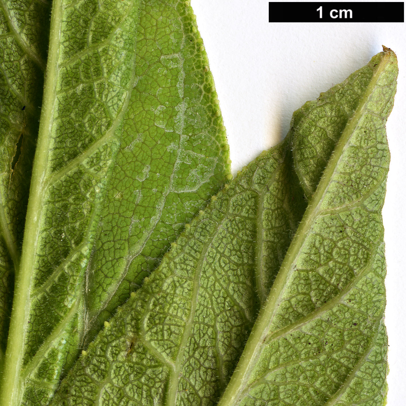 High resolution image: Family: Campanulaceae - Genus: Lobelia - Taxon: tupa