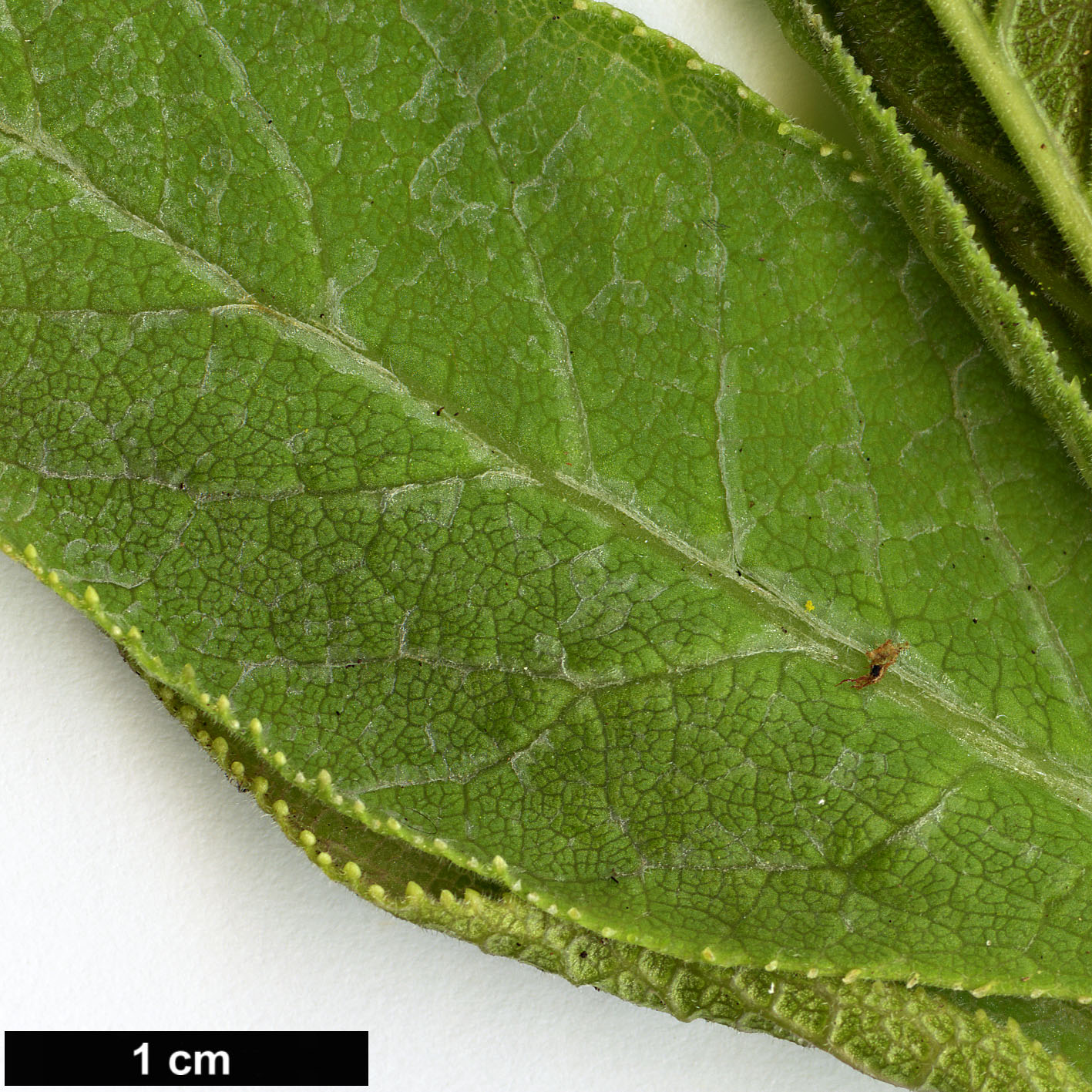 High resolution image: Family: Campanulaceae - Genus: Lobelia - Taxon: tupa
