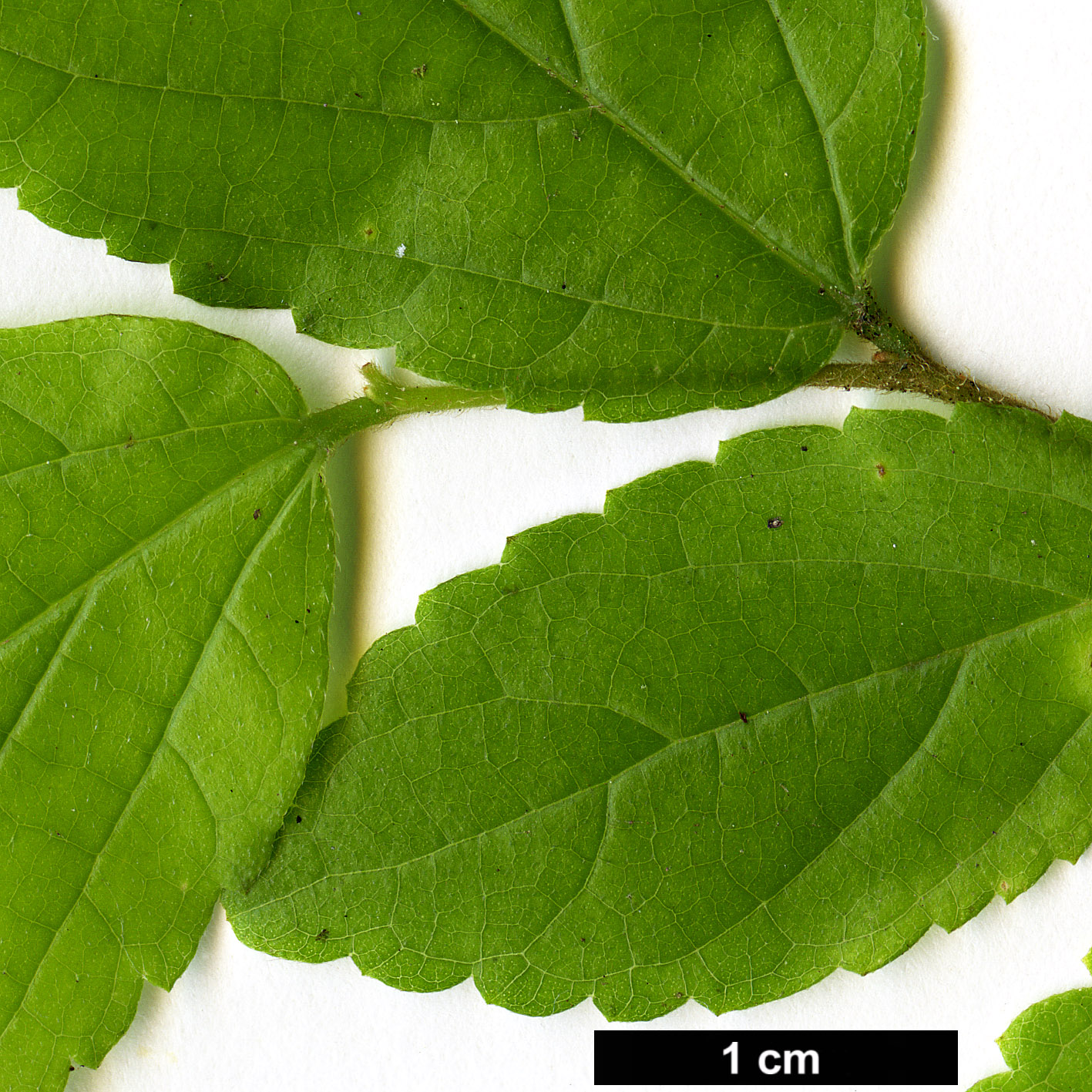 High resolution image: Family: Cannabaceae - Genus: Celtis - Taxon: africana