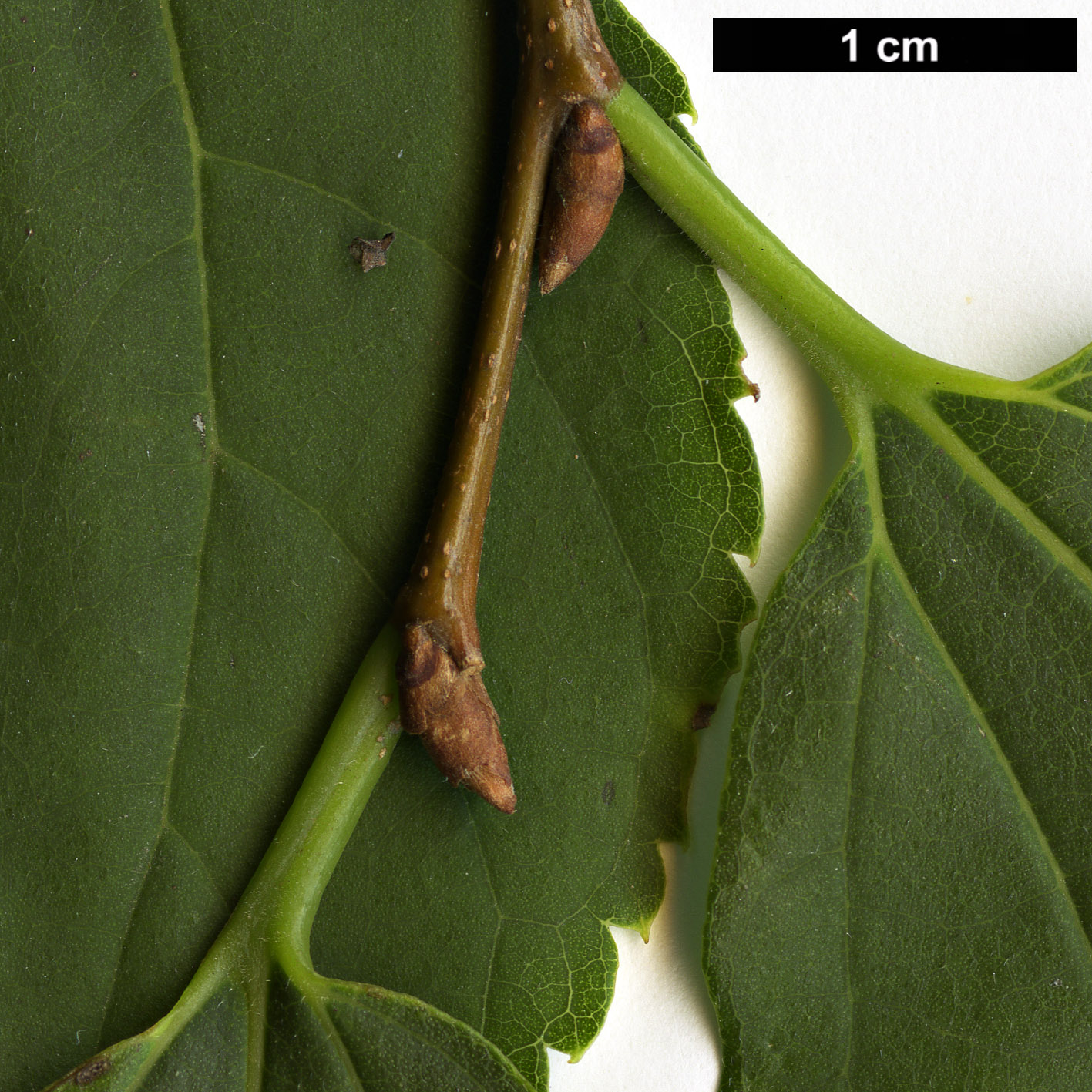 High resolution image: Family: Cannabaceae - Genus: Celtis - Taxon: aurantiaca