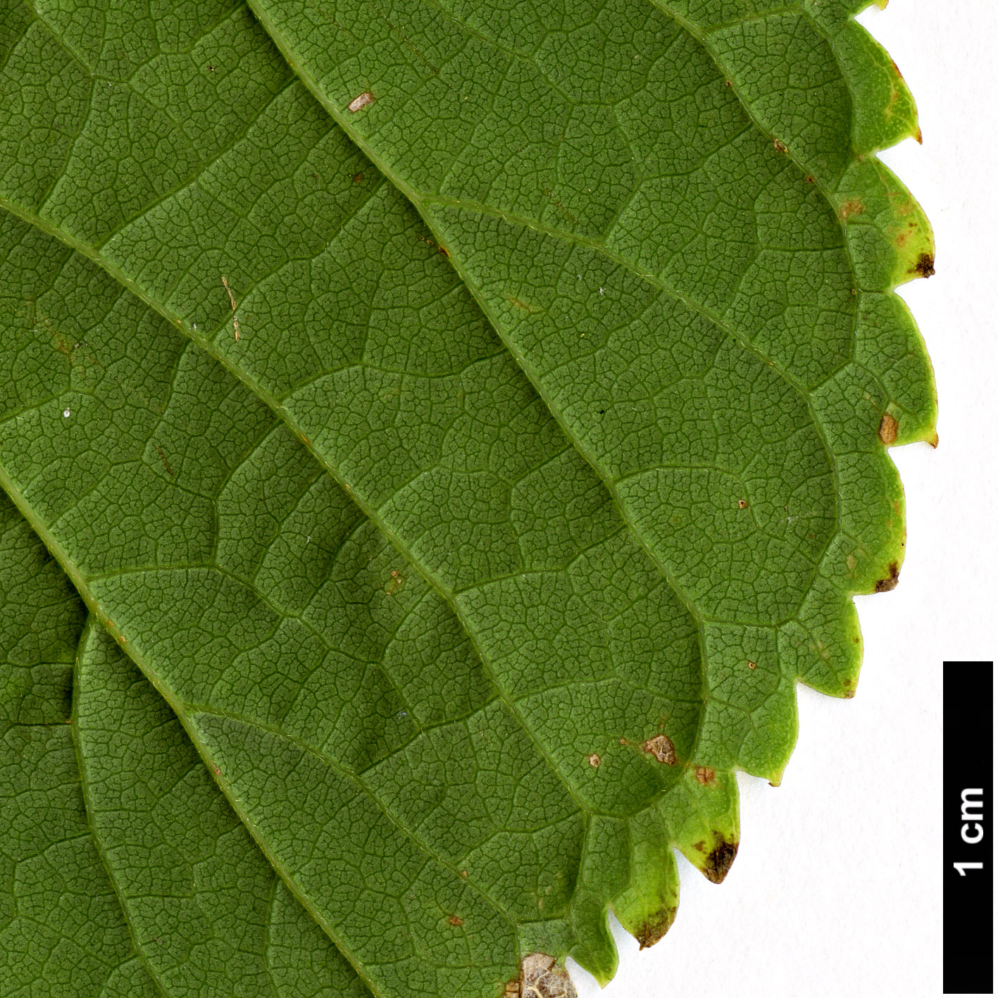 High resolution image: Family: Cannabaceae - Genus: Celtis - Taxon: aurantiaca