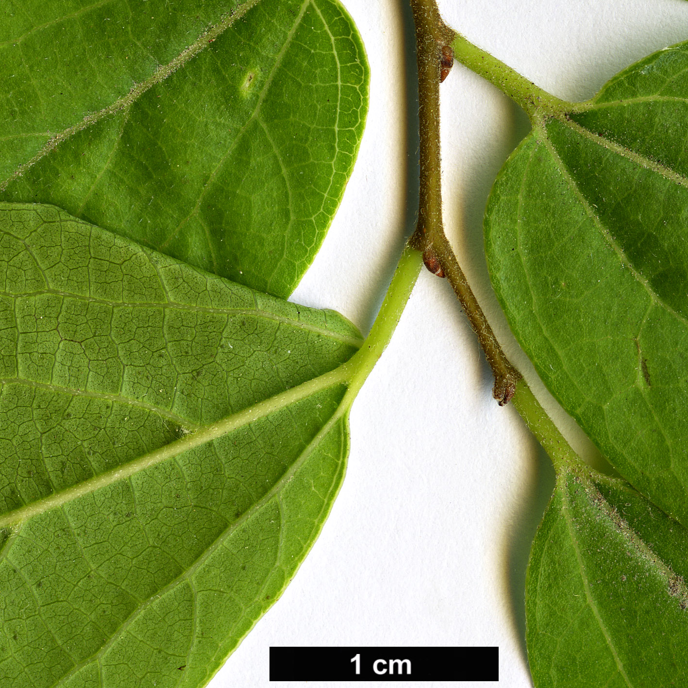 High resolution image: Family: Cannabaceae - Genus: Celtis - Taxon: biondii